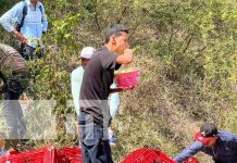 ¡No respetan! Sacan leche y helados de camión tras mortal accidente en Boaco Foto: Mortal accidente con camión en Boaco / TN8