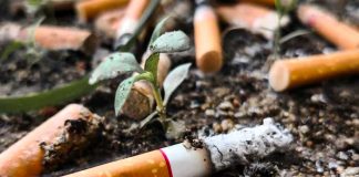OMS impulsa campaña para que productores de tabaco cambien de cultivo