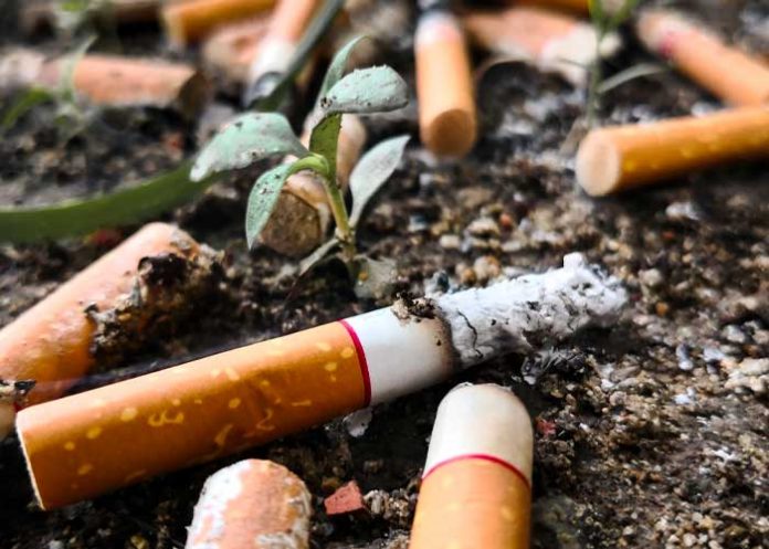 OMS impulsa campaña para que productores de tabaco cambien de cultivo