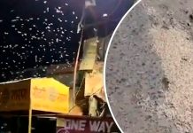 ¡Arrepiéntanse, el fin está cerca! Pánico por apocalíptica lluvia de gusanos