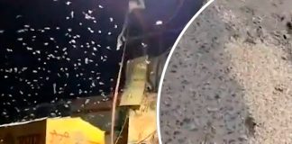 ¡Arrepiéntanse, el fin está cerca! Pánico por apocalíptica lluvia de gusanos