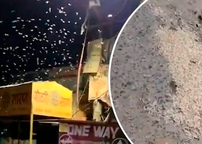 ¡Arrepiéntanse, el fin está cerca! Pánico por apocalíptica lluvia de gusanos