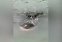 Aterrador video muestra a un enorme cocodrilo acechando en el Río Bravo Aterrador video muestra enorme cocodrilo acechando en el Río Bravo