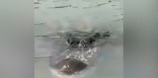 Aterrador video muestra enorme cocodrilo acechando en el Río Bravo