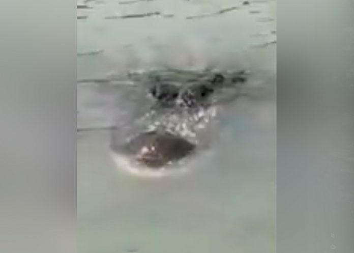 Aterrador video muestra enorme cocodrilo acechando en el Río Bravo