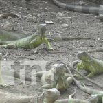 Chavalos reciben capacitación sobre zoocriaderos en Ometepe Foto: Capacitación de zoocriaderos en Ometepe / TN8