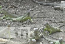 Chavalos reciben capacitación sobre zoocriaderos en Ometepe Foto: Capacitación de zoocriaderos en Ometepe / TN8