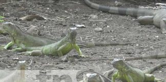 Foto: Capacitación de zoocriaderos en Ometepe / TN8