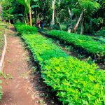 Nuevo Vivero Forestal El Guayacán en Estelí