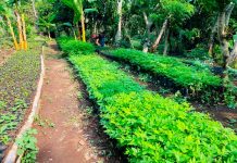 Nuevo Vivero Forestal El Guayacán en Estelí