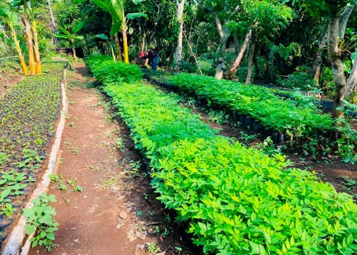 Nuevo Vivero Forestal El Guayacán en Estelí