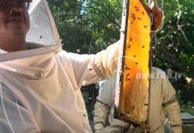 Producción y exportación de miel registra un comportamiento positivo en Nicaragua