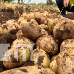 Empresaria nicaragüense validó con éxito cultivo con semilla mexicana Empresaria nicaragüense validó con éxito cultivo con semilla mexicana