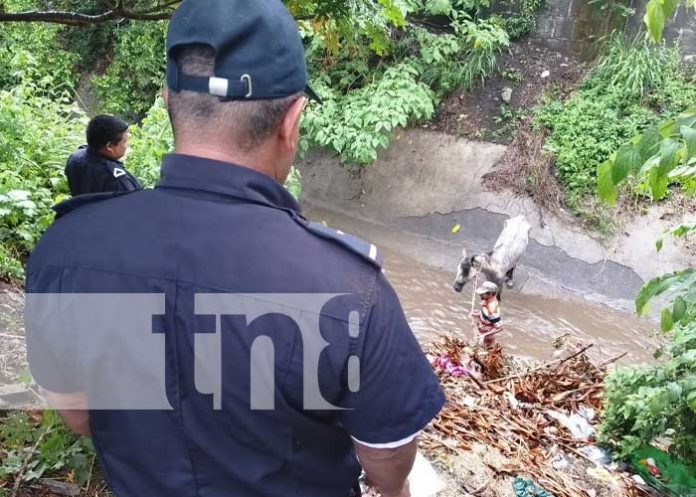 1 Foto: Hombre y su caballo se salvan de morir tras ser arrastrados por corriente de agua en Managua / TN8