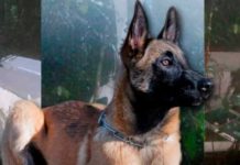 Wilson, el canino rescatista, sigue perdido