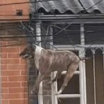 Por perseguir a un gato, perro queda enredado en unos cables (Video)