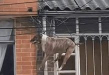 Por perseguir a un gato, perro queda enredado en unos cables (Video) Por perseguir a un gato, perro queda enredado en unos cables (Video)