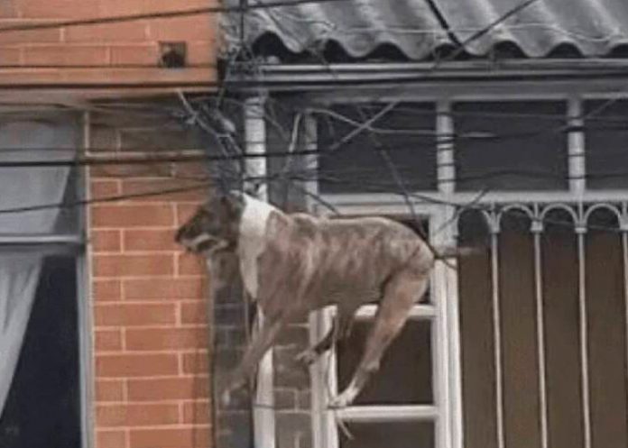 Por perseguir a un gato, perro queda enredado en unos cables (Video)