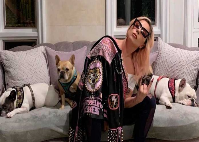 Lady Gaga no pagará recompensa de sus perros a mujer 