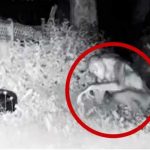 ¿Será real? Cámara de seguridad graba “extraterrestres” en Las Vegas ¿Será real? Cámara de seguridad graba "extraterrestres" en Las Vegas