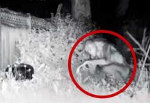 ¿Será real? Cámara de seguridad graba “extraterrestres” en Las Vegas ¿Será real? Cámara de seguridad graba "extraterrestres" en Las Vegas