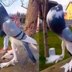 ¡Impresionante! “palomota mutante” causa terror en las redes sociales