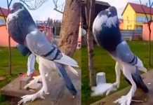 ¡Impresionante! “palomota mutante” causa terror en las redes sociales