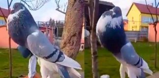 ¡Impresionante! “palomota mutante” causa terror en las redes sociales