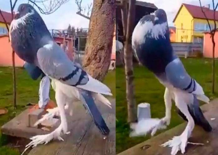 ¡Impresionante! “palomota mutante” causa terror en las redes sociales