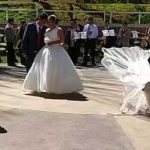 ¿Cómo es posible este suceso? Perrito se roba el velo de la novia (Video)