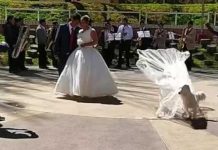 ¿Cómo es posible este suceso? Perrito se roba el velo de la novia (Video)