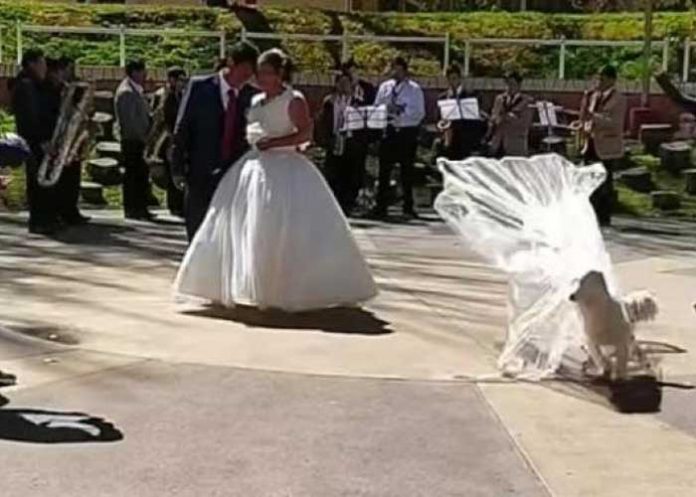 ¿Cómo es posible este suceso? Perrito se roba el velo de la novia (Video)