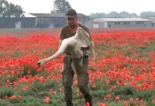 200 cisnes "se drogan" con amapolas y no pueden alzar vuelo