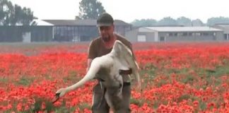 200 cisnes "se drogan" con amapolas y no pueden alzar vuelo