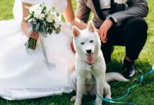 Invitación de boda se viralizó, “no quiere mocosos, pero sí mascotas“