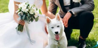 Invitación de boda se viralizó, “no quiere mocosos, pero sí mascotas“
