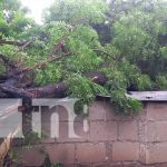 Managua: Cae árbol sobre vivienda en Anexo a Valle Dorado, no se reportan víctimas Managua: Cae árbol sobre vivienda en Anexo a Valle Dorado, no se reportan víctimas