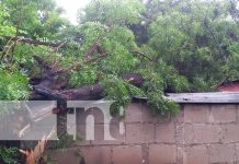 Managua: Cae árbol sobre vivienda en Anexo a Valle Dorado, no se reportan víctimas Managua: Cae árbol sobre vivienda en Anexo a Valle Dorado, no se reportan víctimas