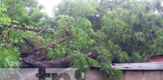 Managua: Cae árbol sobre vivienda en Anexo a Valle Dorado, no se reportan víctimas