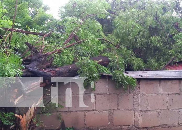 Managua: Cae árbol sobre vivienda en Anexo a Valle Dorado, no se reportan víctimas