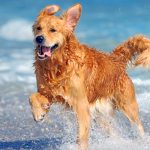 Perro le muerde las "nachas" a una chavala en una playa (VIDEO)