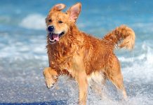 Perro le muerde las "nachas" a una chavala en una playa (VIDEO)