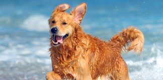 Perro le muerde las "nachas" a una chavala en una playa (VIDEO)