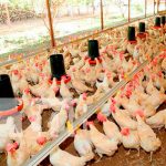 Nicaragua reporta crecimientos significativos en la producción de pollo y huevo