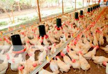 Nicaragua reporta crecimientos significativos en la producción de pollo y huevo