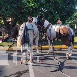 Caballos arman tremendo alboroto en Granada Caballos arman tremendo alboroto en Granada