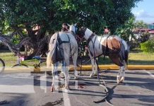 Caballos arman tremendo alboroto en Granada Caballos arman tremendo alboroto en Granada