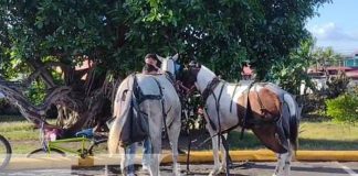 Caballos arman tremendo alboroto en Granada