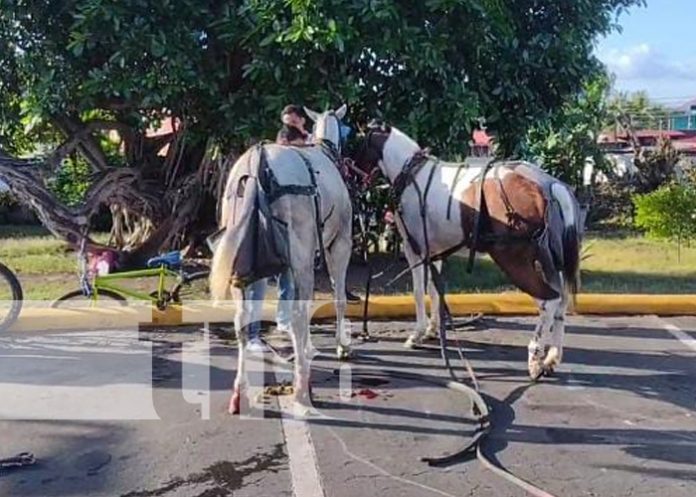 Caballos arman tremendo alboroto en Granada