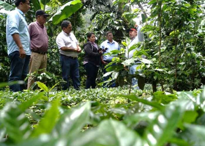 Foto:Cooperativas en Nicaragua son un modelo económico que aporta al crecimiento de diferentes rubros / Cortesía